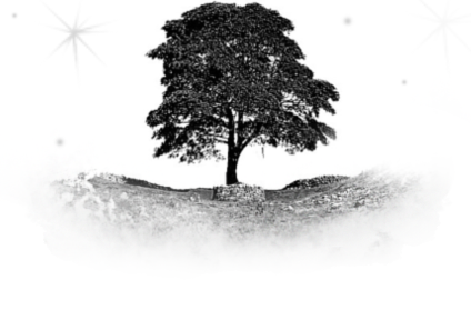 picture of sycamore tree